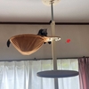 猫、暑さに耐える訓練中