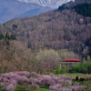 桜満開の根室本線を往く、残雪の芦別岳とタラコ色のキハ40-1749を撮る！(金山ダム撮影編)