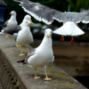 イギリスで40年ぶりにカモメの駆除が計画される　人による餌付けがそもそもの原因
