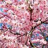 桜始めて開く　七十二候