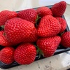  自転車で行ける飯能近辺のいちご狩り農園🍓