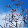 春なれや名もなき山の薄霞　 芭蕉