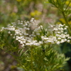 エルダーフラワーの花