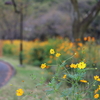 都立小金井公園を歩いて～写真散歩～【秋の花】10月初旬頃