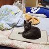 新！土曜日の恋猫！