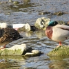 年の暮れの京都を歩く ～ 鴨川の水鳥編