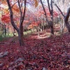 	 六甲山系ゆるっ登山：黒五谷で少し遅い紅葉と赤い絨毯を愛でる【会下山遺跡～風吹岩～黒五谷～横池～薬大】