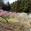 梅林園　（秋田県秋田市）