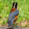 🐦野鳥の回【90】ヤマガラ君にしか会えね～日々