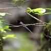 幻の鳥　サンコウチョウ