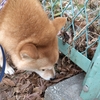 二人散歩、だよ