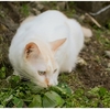 美味しい野菜は猫もわかる