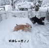 雪まみれ〜♪の巻