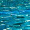 【魚貝類を食べよう】認知症・心臓病・動脈硬化などに効果あり