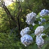 早く梅雨明けないかな？