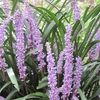DAILY FLOWERS