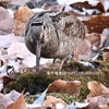ヤマシギにヤマガラ