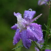 「夏至」、梅雨本番。午後は晴れました。