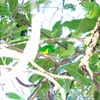 ズアオミドリフウキンチョウ Blue-crowned Chlorophonia