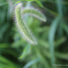 　都窪郡早島町の風景写真 - Setaria viridis