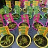 ホームセンターで食虫植物を買ってきたら？まずやっておきたい3つのこと