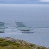 北方四島でナマコ、ウニ、ホタテなど養殖　ロシア漁業庁・サハリン州・極東開発公社が協定　