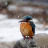 雪の中のカワセミ