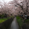 【旅行記】フォトジェニックな京都旅！初めて一眼で桜を撮ってきた３！マックさんの家～東寺（２０１７．０４．１１）