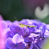 紫陽花に潜む狩人❗️