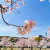 願はくば花の下にて春死なむそのきさらぎの望月のころ