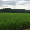 夏はもうすぐ！？最近の益子町★