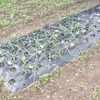 赤玉ねぎ、カリフラワーの植付