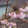 金沢市犀川神社「冬桜」