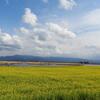 富木島型は菜の花満開