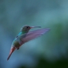 ハイバラエメラルドハチドリ Rufous-tailed Hummingbird