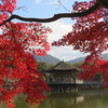 奈良公園・浮御堂の紅葉２０１９年（～１２月初め）