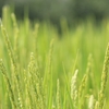 【生を考える】今年の夏は短かった