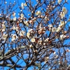 兼六園の梅林「前編」