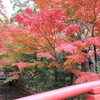 【鎌倉いいね】１２月５日鶴岡八幡宮の紅葉です。