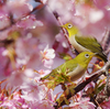 河津桜が見頃！