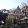 江ノ島神社　３月の月参り