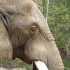 今は、仙台市八木山動物公園・アフリカ園