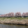 ちょこっと休憩、、、枝垂れ桜