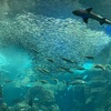新江ノ島水族館（藤沢市）～海の生き物たちとハッピーなひととき