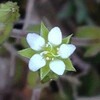 (370) Arenaria serpyllifolia