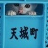 安易に猫に罪を着せる環境省のずさんさ