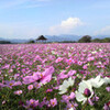 西都原の秋桜！