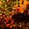 ■紅葉写真の振り返り