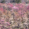 梅が見頃となった大阪城公園の梅園で撮影。メジロとか、阿倍野で明石焼きの名店「たこつぼ」とか