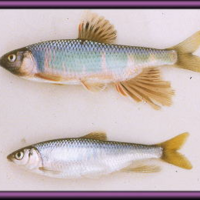 飼いやすい日本淡水魚10種類まとめ ａｂｙの熱帯魚図鑑